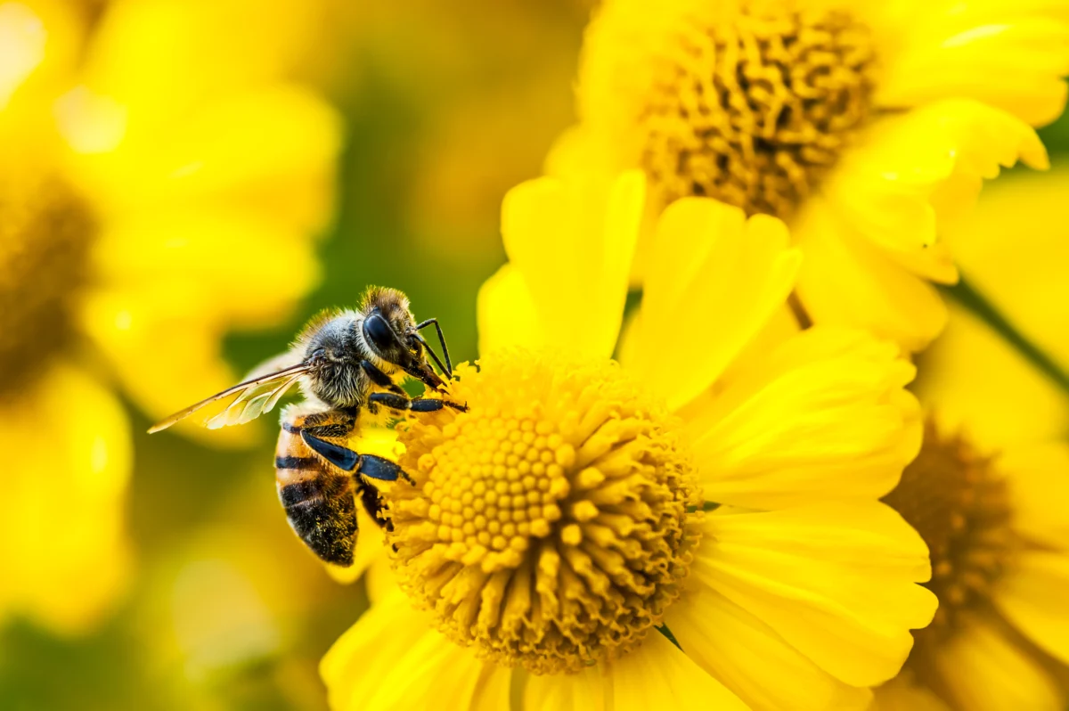 Buzz: Jack Dorsey’s New Decentralized, AI-Native Workplace Platform Challenges Slack and GitHub