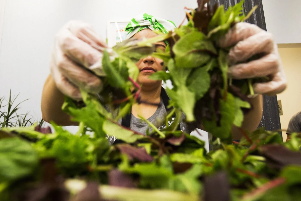 The Shadow of Cyclospora: Explosive Diarrhea Fears Drive Customers from Salad Chains and Shake Wall Street
